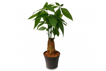 Pachira (Money Tree) Stump in 4" Nursery Pot